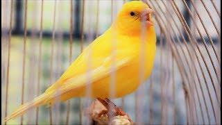 Yellow Canary singing video - Serinus canaria - Canary Training Song 25 min-Your canary will sing