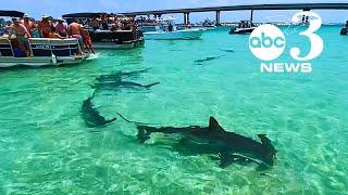 Videos show hammerhead sharks surround boaters in Orange Beach Alabama