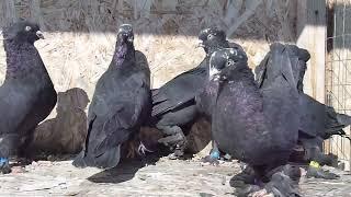 ПРОДАЖА Андижанские голуби черные масти ПРОДАНО