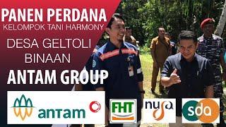 Panen Raya Perdana Kelompok Tani Harmony Binaan Pt. Antam. Tbk