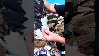 Gannet Tangled In Fishing Line Sad End