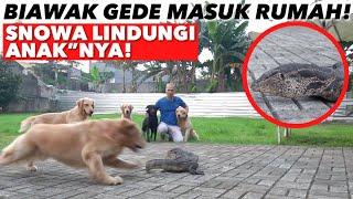 BIAWAK GEDE BGT MASUK RUMAH ANABUL SEMUA KAGET