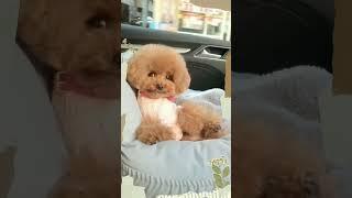 #funny #viralvideo #cute #cats #dogs #funnyanimals