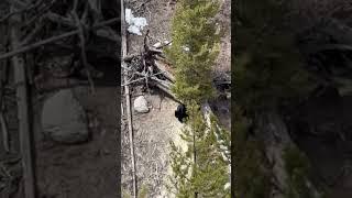 Oh No Black Bear Stuck On A Steep Yellowstone Cliff