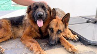 German Shepherds love to be petted by their owner