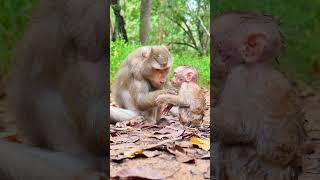 Adorable and Lovely baby monkey videos #babymonkey  #adorable  #monkey  #cutemonkey  #animals  #cute