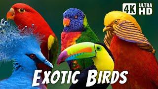 Most Exotic Birds  Relaxing Bird Sounds  Breathtaking & Colorful Nature  Stress Relief Sounds