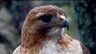 Red-tailed hawk Up close and personal