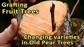 Grafting Fruit Trees  Changing varieties in old Pear Trees  Bark Grafting