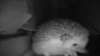 Top 5 Hedgehogs