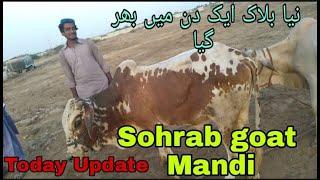 Sohrab goth today update  Mandi scnz evening