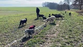 Hunde und Rehe