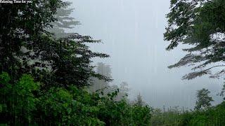 The gentle sound of rain falling in the foggy mountains  rain sound ASMR for insomnia and sleep
