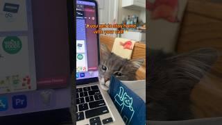 cats are the best coworkers #workhumor #cats #catvideos #wfh #wfhlife #funny #RadicalCandor