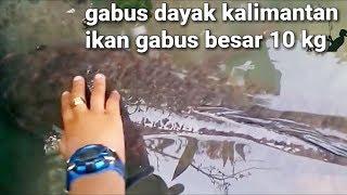 Ikan gabusharuan terbesar dayak Kalimantan 10kg