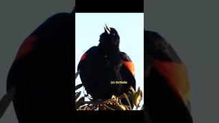 Red winged blackbird singing