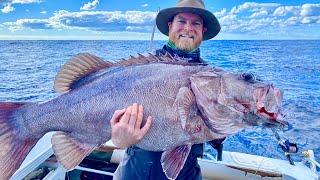 Huge deep water grouper catch clean cook