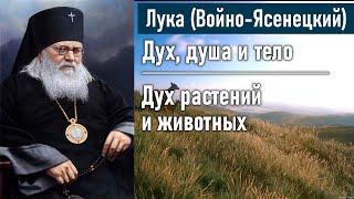 Дух растений и животных. Глава 4   Лука Войно-Ясенецкий. Дух душа и тело