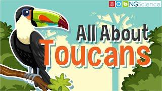 All About Toucans