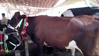 Heifers For Sale in Pakistan  Heifers Price in Pakistan  Today Update Mandi   Cattle Junction 