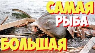 Самая большая рыба в мире  Самая большая в мире рыба