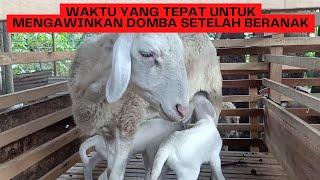 WAKTU YANG TEPAT UNTUK MENGAWINKAN DOMBA SETELAH BERANAK ATAU PASCA MELAHIRKAN