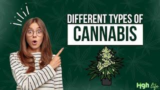 Types of Cannabis Plants  Identify Different Types of Cannabis  Cannabis Uses and Benefits