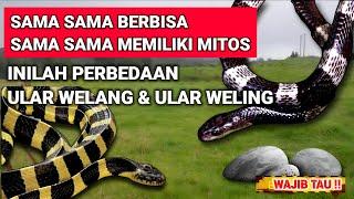 WAJIBTAHU‼️PERBEDAAN ULAR WELANG DAN ULAR WELING-ular berbisa