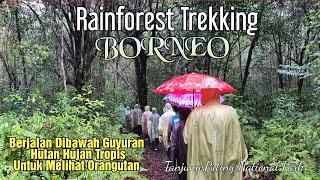 Borneo Rainforest TrekkingTreking Di Bawah Guyuran Hutan Hujan Tropis @orangutanhouseboattour6258