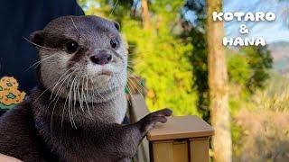 City Otters Going on a Short Trip in Spring