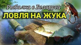 Рыбалка на жука в Беларуси. Как ловить на майского жука