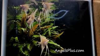 Albino Dantum Angelfish Group 195