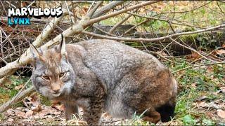 Astonishing Lynx Having a Self-Time