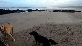 Castlerock  - Luna Learning to play Ball - Wild Caravanning Trip - 17th March 2023 1