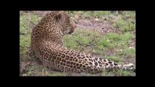 PM Live Drive - Tingana Male Leopard - Nov 13 2014