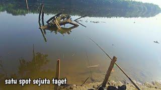 pemancing sebelah target barramundi‼️saya target ikan ini saja