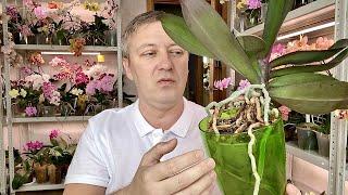корни орхидей КОРИЧНЕВЕЮТ и в ТРУХУ почему и что делать и опасно ли для орхидей