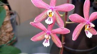 Phalaenopsis Bronze Maiden. Про серебрянные листья у фаленопсиса Бронзовая Дева и собачью верность