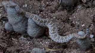 Rattlesnake on Cactus