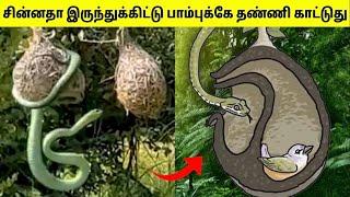 வித்தியாசமாக கூடு கட்டும் பறவைகள்  Unbelievable Birds Nests  Tamil Amazing Facts  Bird Nest