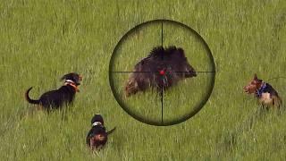 20 Amazing Wild Boar Hunts in 12 Minutes Breathtaking Moments HOG Invasion #hunting #wildboar