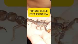 COMO ALIVIAR EL DOLOR DE UNA PICADURA DE ESCORPIÓN  #curiosidades