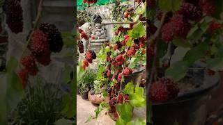 Thai Mulberry in Pot #mulberries #mulberryfruit #mulberry #shortsvideo #shorts #short #shortsyoutube