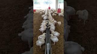 new poultry farm drinking system