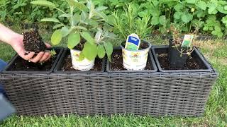 Planting my yearly patio herb garden