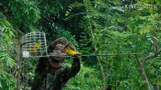 Jebak burung kepodang Seru