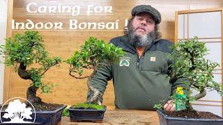 Caring for Indoor Bonsai - Greenwood Bonsai