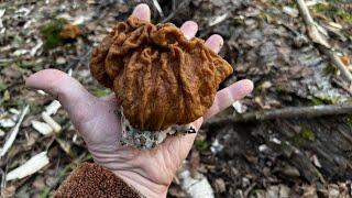 Весенние грибы в солнечном лесу по утру  19 апреля  Грибы 2023 