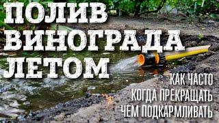 ПОЛИВ ВИНОГРАДА ЛЕТОМ В ЖАРУ. КАК ЧАСТО ПОЛИВАТЬ ЧЕМ ПОДКОРМИТЬ КОГДА ПРЕКРАЩАТЬ ПОЛИВ