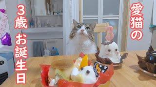 猫とハロウィンとお誕生日をお祝いしたら幸せすぎました【保護猫／ダックス】